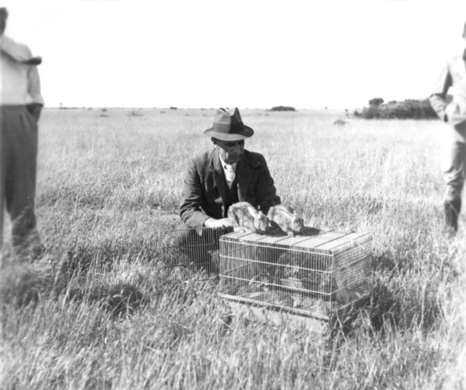 A man in a hat and suit, pipe in his mouth, crouched in long grass beside a wire cage with two rabbits on its lid