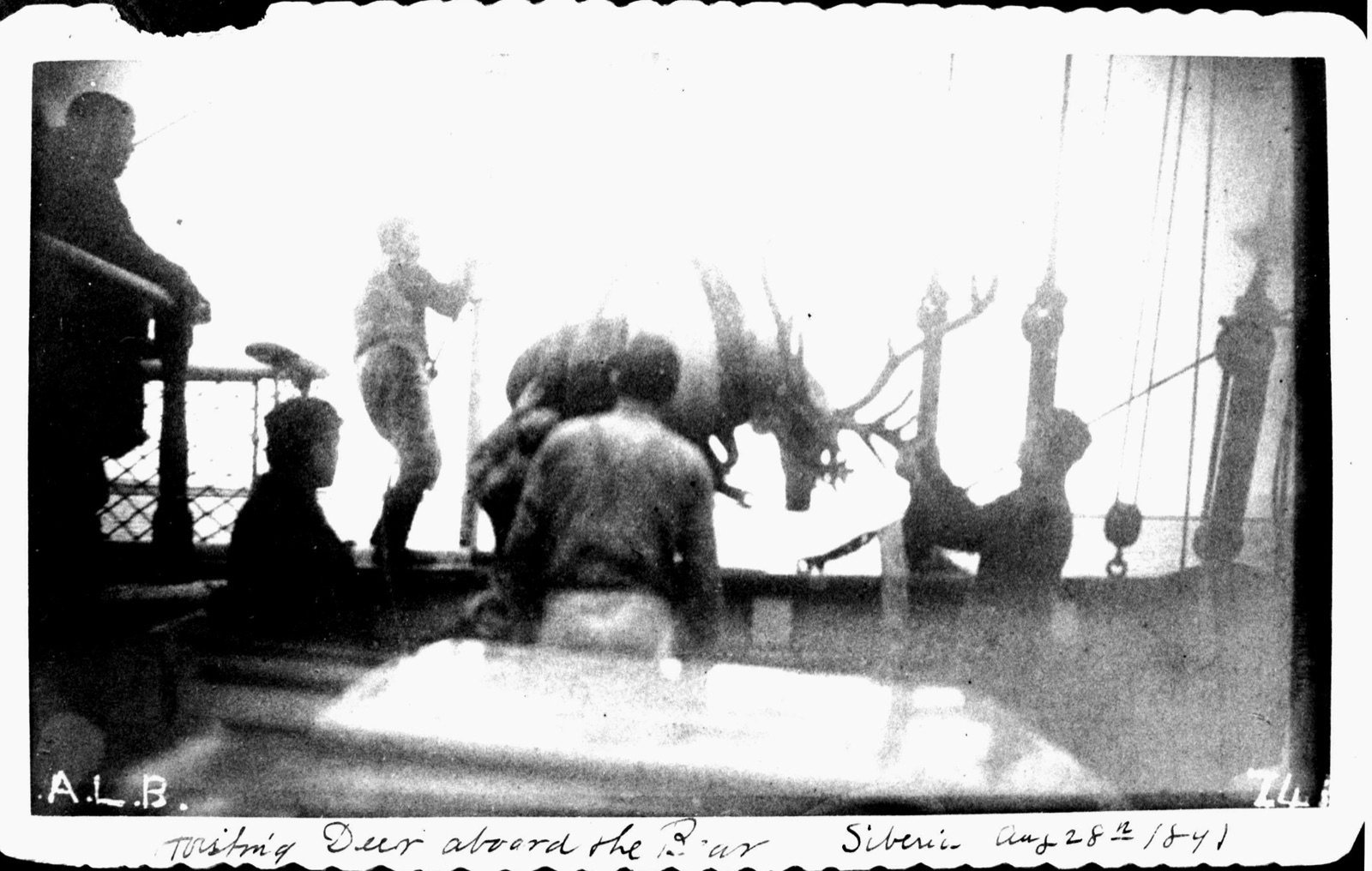 A reindeer being hoisted over the rail of the cutter Bear, with crew around it, in a faded 1891 photograph
