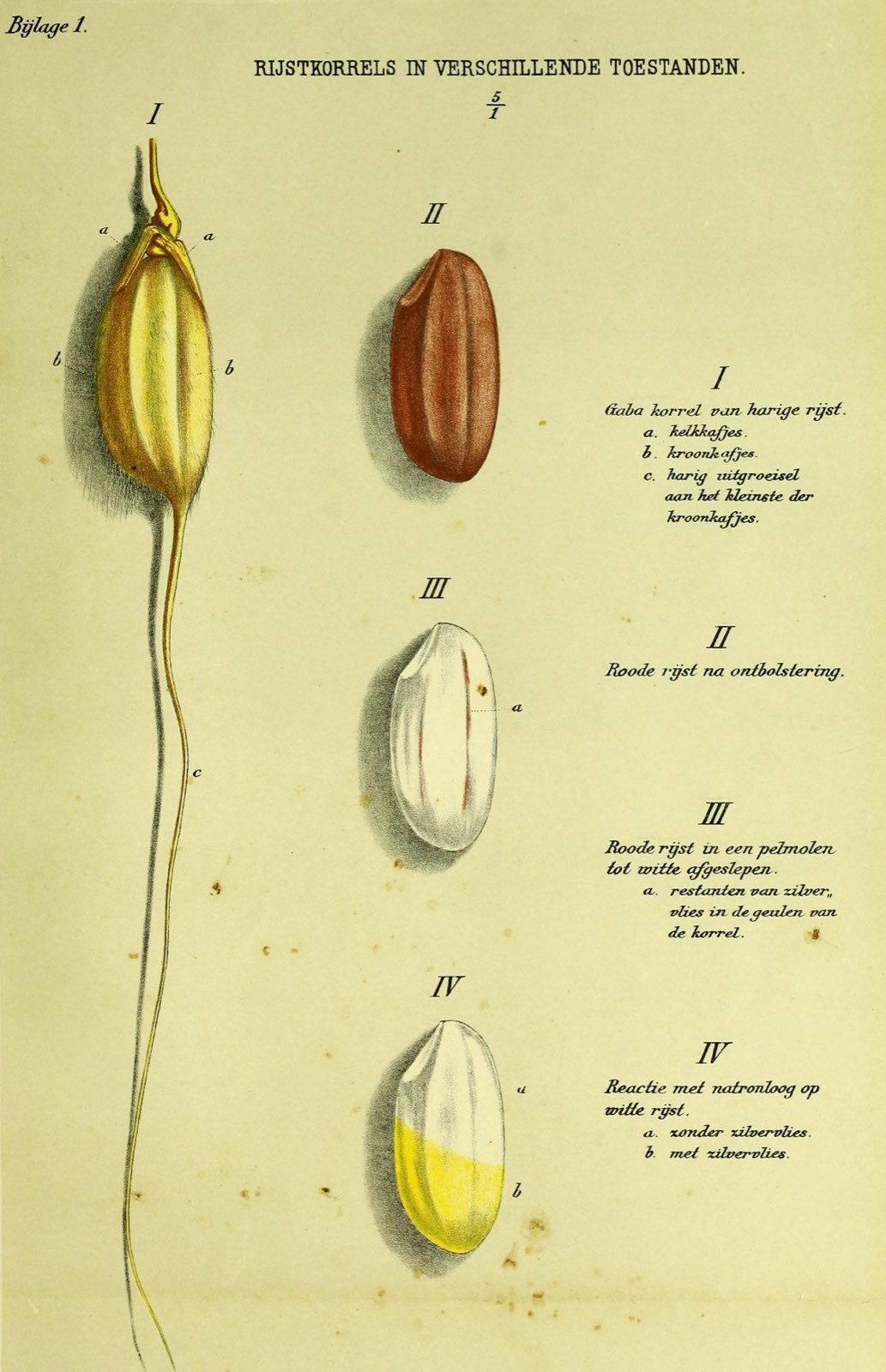 A colour plate of rice grains in four states, five times life size: a hairy unhulled grain, a red hulled grain, a red grain polished white with remnants of silver skin in its grooves, and a white grain stained yellow by caustic soda where the silver skin remains